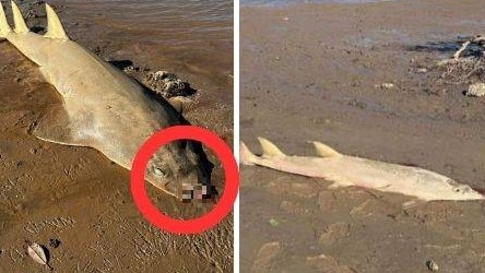 Four sawfish were found mutilated near a Western Australia creek. Picture: @sharkgirlmadison / Instagram