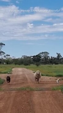 Sheep Leaps Over Cattle Grid at Queensland Property