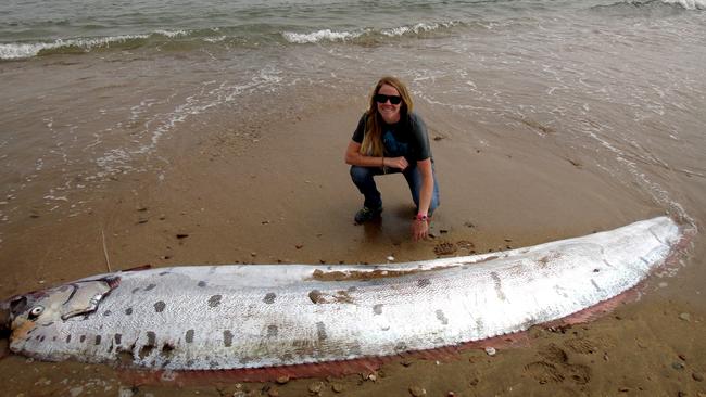 CREDIT: Picture Media Online use only Conservation operations coordinator Amy Catalano of the Catalina Conservancy poses near an oarfish that washed up dead on the beach of Catalina Island, California, in this handout photo released to Reuters on June 4, 2015. Catalano said she and a co-worker at the Catalina Island Conservancy were conducting a bird survey on Monday and standing on a bluff when they spotted the long body of the creature on the island's shore below. REUTERS/TylerDvorak/Catalina Island Conservancy/Handout via Reuters ATTENTION EDITORS - THIS PICTURE WAS PROVIDED BY A THIRD PARTY. REUTERS IS UNABLE TO INDEPENDENTLY VERIFY THE AUTHENTICITY, CONTENT, LOCATION OR DATE OF THIS IMAGE. THIS PICTURE IS DISTRIBUTED EXACTLY AS RECEIVED BY REUTERS, AS A SERVICE TO CLIENTS. NO ARCHIVES. NO SALES. FOR EDITORIAL USE ONLY. NOT FOR SALE FOR MARKETING OR ADVERTISING CAMPAIGNS