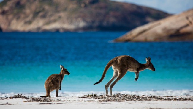 <h2>1. Kangaroos: Lucky Bay, Esperance, WA</h2><p>Esperance (Kepa Kurl) is a bit of a show-off when it comes to beaches, but none are as renowned as <a href="https://www.australiasgoldenoutback.com/products/lucky-bay" target="_blank" rel="noopener">Lucky Bay</a>. One of the crowning jewels of Cape Le Grande National Park, scientists have verified &ndash; twice &ndash; it has the whitest sand in Australia. It also scored the top spot in the list of World&rsquo;s Best Beaches 2023. What tops off the 5km of blindingly white sand and topaz waters are the kangaroos, which love this spot as much as the locals. If they&rsquo;re not on the sand you&rsquo;ll likely spy them in the surrounding bush or at the beachfront campground. Cast your gaze further out, between July and October, and you may also spot migrating whales offshore.&nbsp;</p>