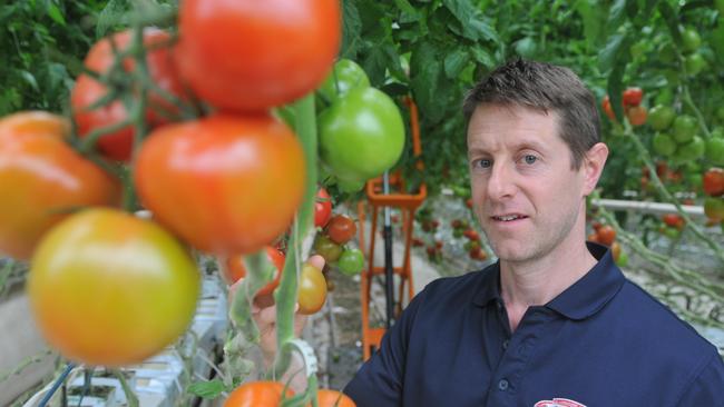 Red roar: Flavorite Glasshouse Tomatoes farm manager Chris Millis at Warragul in West Gippsland. Picture: James Wagstaff