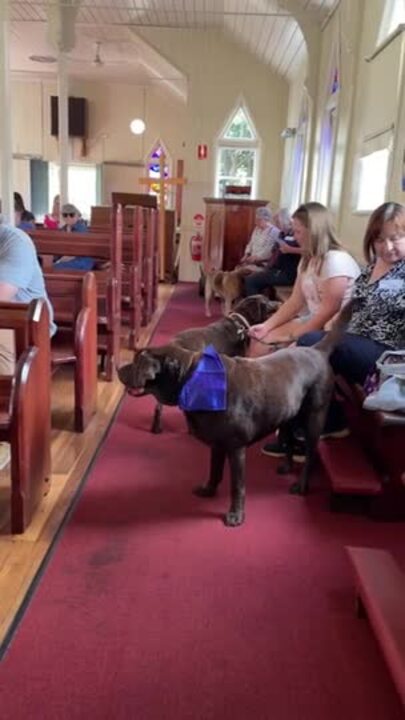 St Luke’s All Saints Church filled with paws for pet blessings