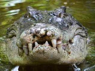 A resident reported a crocodile sighting to the Department of Environment and Science two weeks after it was seen. 