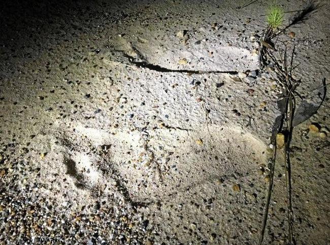 Child's footprint or juvenile yowie? Picture: Contributed