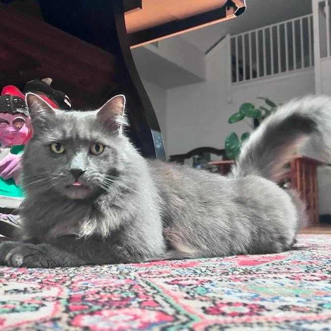 Gaston. Picture: Instagram @gaston_nebelung