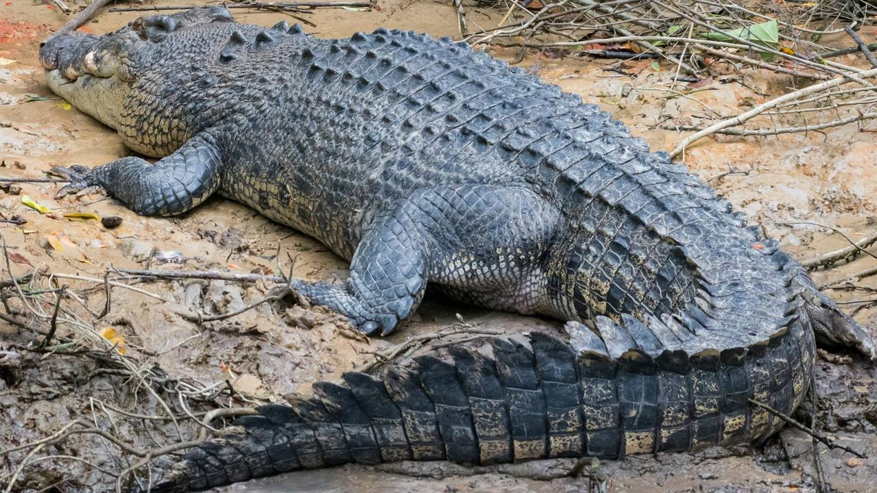 Cairns Crocodiles: 10 Of Fnq’s Most Famous And Iconic Crocs 