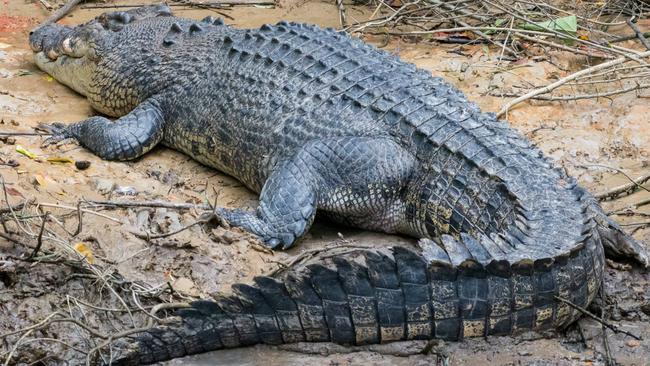 The King, Scarface a 4.5m male saltwater crocodile at the Daintree River. PHOTO: DAMIAN DUFFY