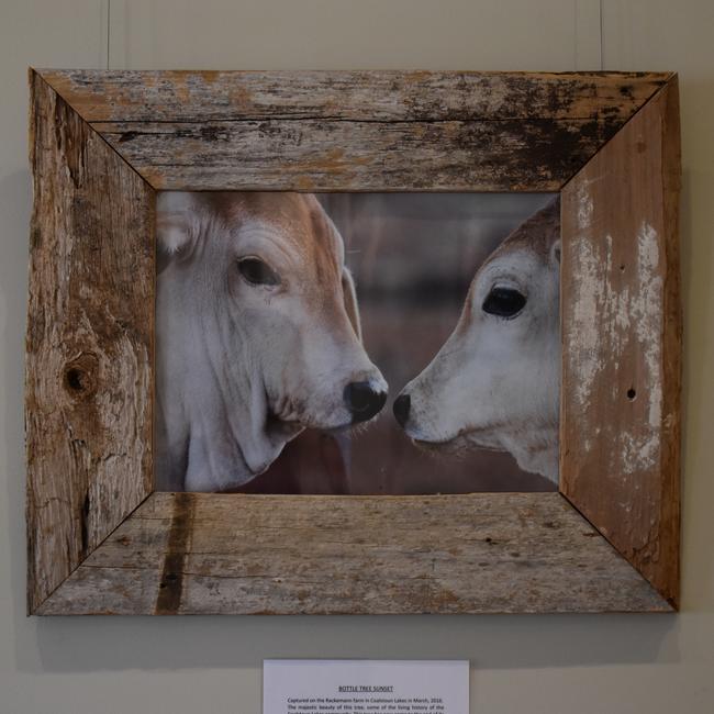 “Friends” by Nicole Gibbs captures calves in 2014 during the drought on her Coalstoun Lakes farm. The proceeds from the sale of this piece will be donated to the gallery. (Picture: Kristen Camp)