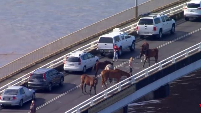 Flood-stricken people and horses spent days on Woodburn Bridge watching floodwaters rise. Picture: Seven News