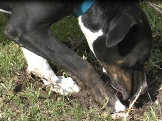 Conan scratching to indicate a truffle find. Picture: Contributed