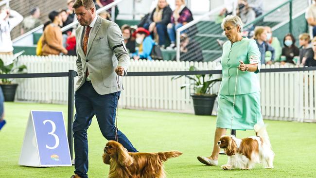 There’s plenty of free activities including the dog show. Picture: Zak Simmonds