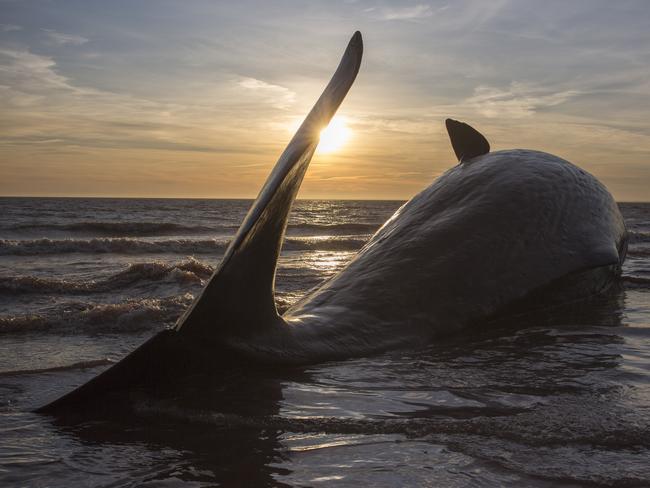 A total of 16 sperm whales have turned up dead on northern Europe beaches in the past week. Picture: Dan Kitwood/Getty Images