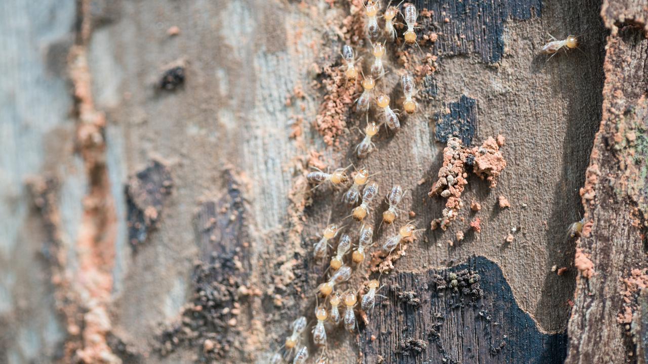 Termites are an ‘iconic sign’ of hot, humid summer days, combined with a few storms. Picture: iStock