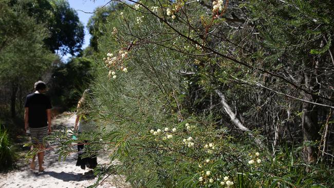 Powerful owl, eastern bentwing-bat, grey-headed flying-fox, red-crowned toadlet and eastern pygmy-possum are among species living in the area.