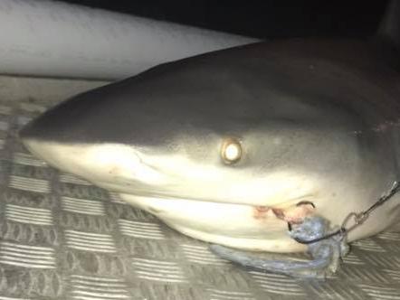 Bull shark caught in canal at Varsity Lakes