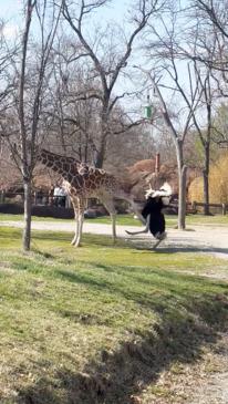 Fed-up giraffe kicks annoying ostrich