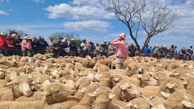 Selling action at the Jerilderie store sheep sale.