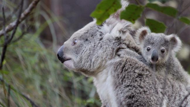 The study by the University of Newcastle was jointly commissioned by Bellingen Shire Council, Coffs Harbour City Council and Destination North Coast.