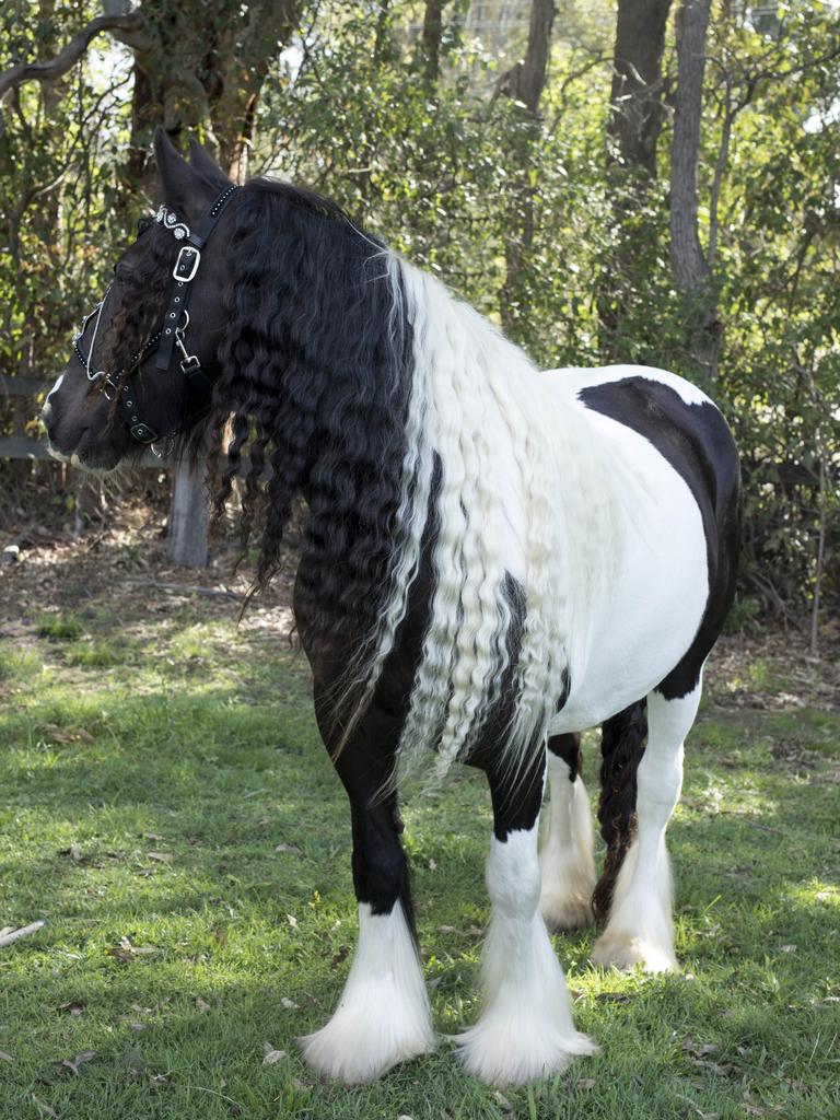 Canungra Woman Pays $30,000 For Gypsy Cob Horse That Will Be Used For 