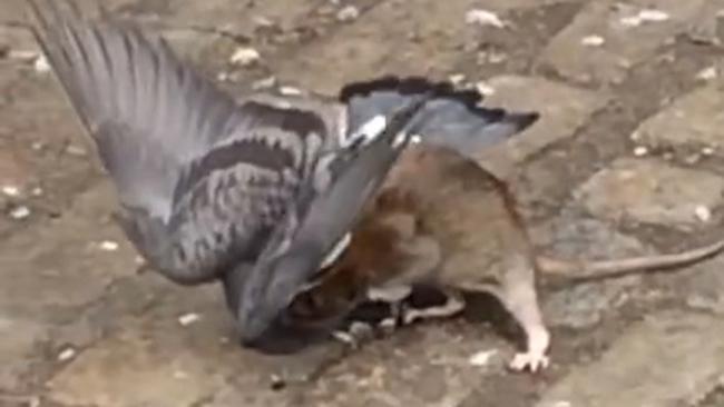 Rat vs. Pigeon