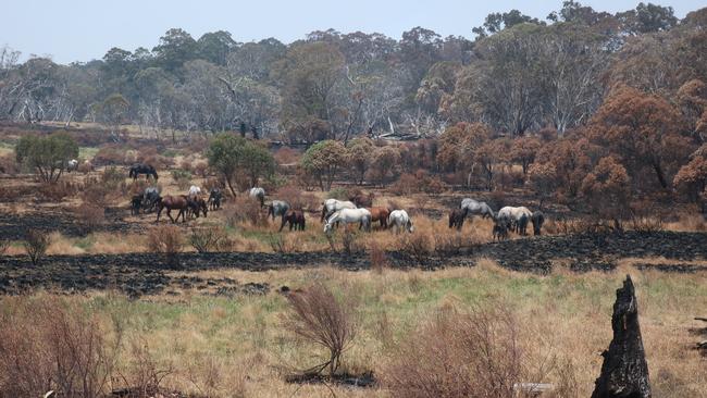 Wild horses graze across unburnt patches of remnant vegetation in Kosciuszko National Park. Picture: Invasive Species Council