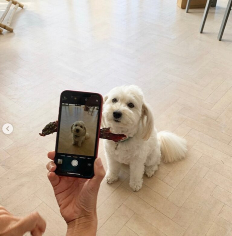 Swipe to see a good boy 