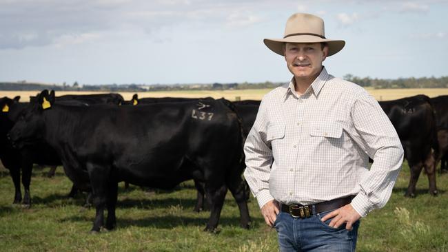 Glenn Bowman with the purebred herd at Rosedale.