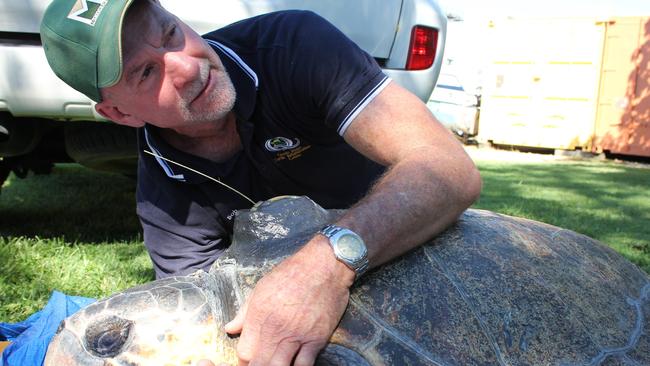 Amanda the loggerhead turtle, held by Bob McCosker, was released mid-April after months of care at Quoin Island Turtle Rehabilitation Centre. Photo: Contributed