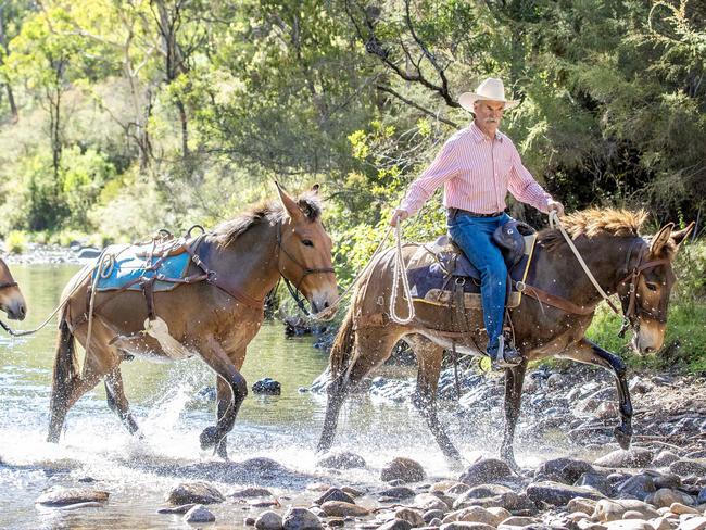 NEWS: Noel Wiltshire MulesNoel Wiltshire is a well renowned horseman who has taken up an interest in mules. Noel is holding a working mule day at Moora on April 20 2025 to showcase the breed. Currently Noel is training his three mules leading up to the event. Noel is photographed with friends and mule owners at Fry's hut on the Howqua river for their first pack trip.Pictured: Noel Wiltshire and his mules named L-R Kristen, Willie and Molly.