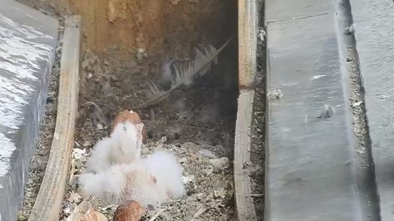 Peregrine Falcons hatch at 367 Collins st Melbourne | Herald Sun