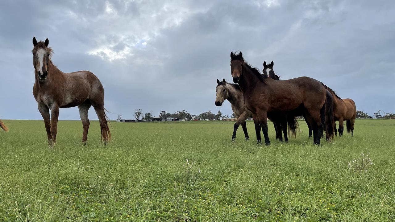 The Eyre Peninsula landholding includes 4572ha of farming land and a 9240ha grazing block. Picture: Supplied by CBRE