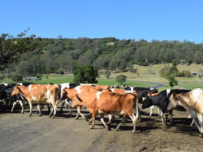 Cows on the road. Dairy cows at Canibia, near Casino.