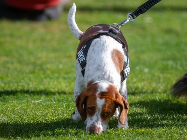 Dog walkers and their dogs at the million paws walk at Queens Domain in Hobart in Sunday 25th May 2025.Picture: Linda Higginson