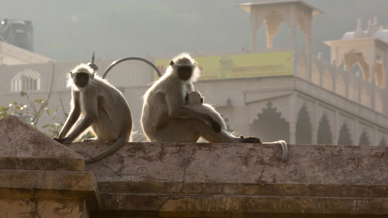 Other children have also been killed by monkeys in India in recent years. Picture: iStock