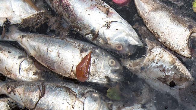 Dead fish are washed ashore on a beach in Paqueta Island, located at Guanabara bay in Rio de Janeiro, Brazil, on November 5, 2014. The research results by the National Institute of the Environment (INEA) shows no evidence of chemical pollutions or abnormal change in the pH (potential of hydrogen) or Oxygen level from the water for the massive death of fish. AFP PHOTO / YASUYOSHI CHIBA