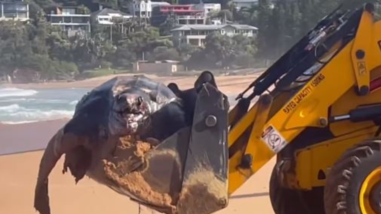 Leatherback turtles can weigh up to 500 kgs, meaning a tractor was required to remove the animal. Picture: Lauren Ling