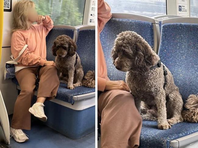 Dog owners on public transport spark etiquette debate. Picture: Reddit