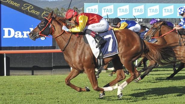 That's Molly is chasing another Cup win at Coffs harbour. Picture: Bradley Photos