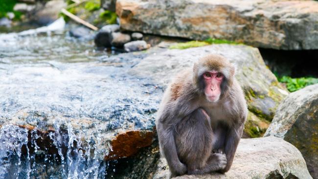 City Park Monkeys Launceston. Japanese Macaque. Picture: PATRICK GEE