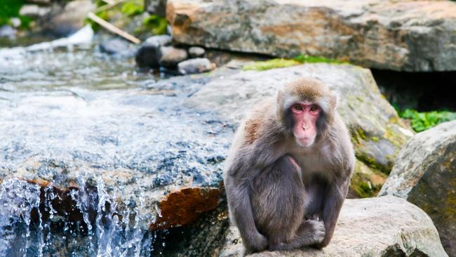 City Park Monkeys Launceston. Japanese Macaque. Picture: PATRICK GEE