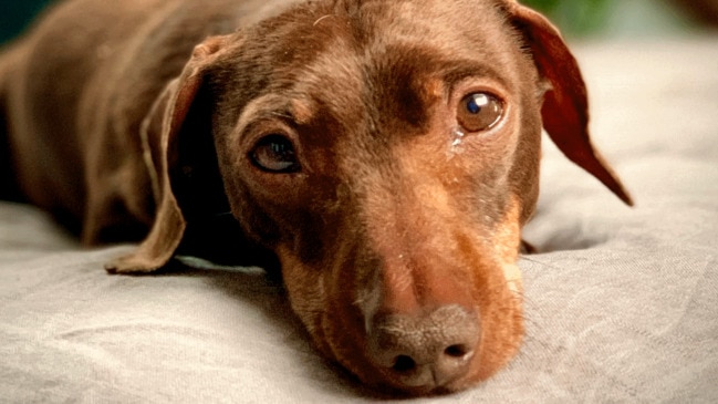 Sweet dog is obsessed with woman who saved her