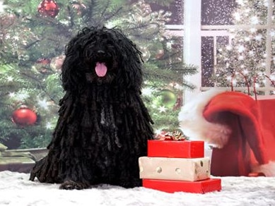 What a character! Anouk Bánhidi’s ever so handsome Hungarian Puli Barney.