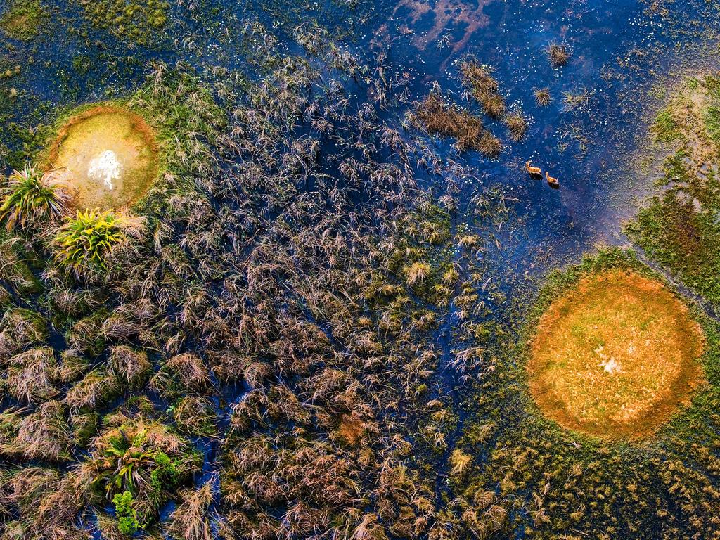 Red Lechwe in the Okavango Delta, Botswana. Picture: Michael Poliza/Caters News