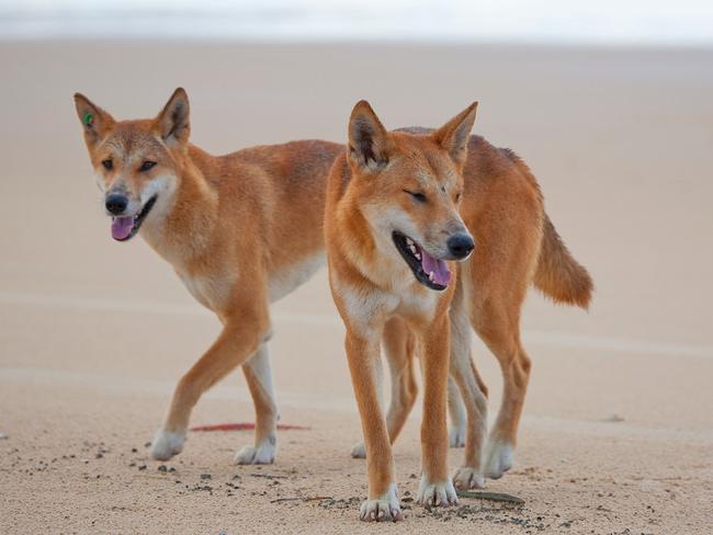 Dingoes on the beach at Fraser Island