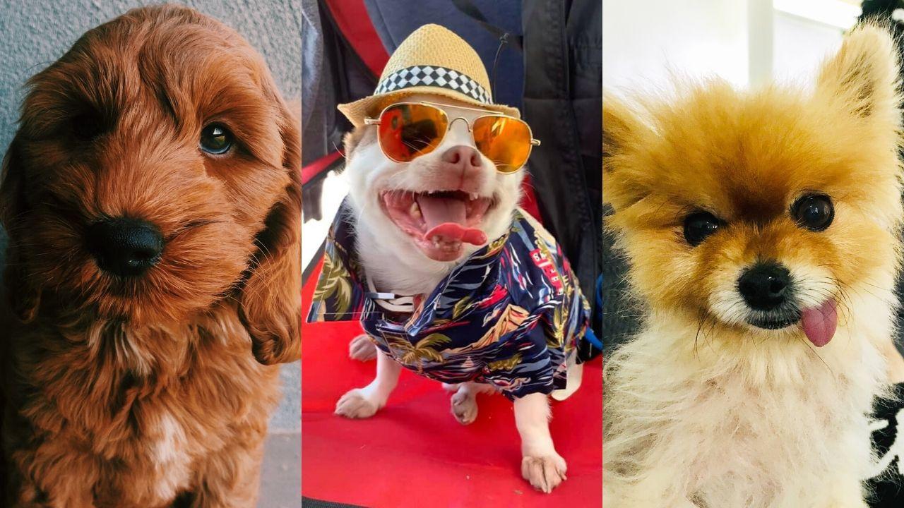Cutest Dogs Photo Competition: Meet the top 100 | The Courier Mail