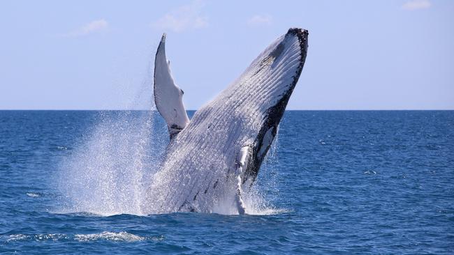 Humpback whales at Hervey Bay on Queensland's Fraser Coast. Picture: Tracy Farr / Tourism and Events Queensland