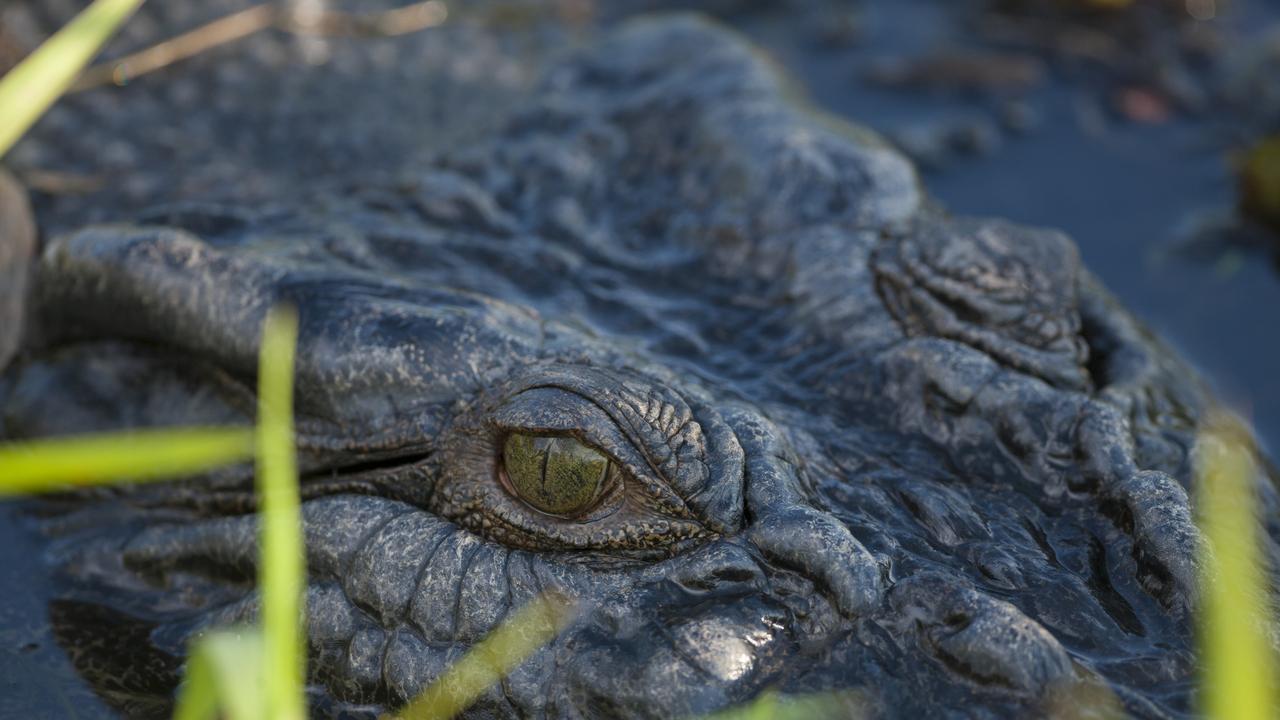 Groper Creek Jeanette Garvey calls for croc‘s eviction | Townsville ...