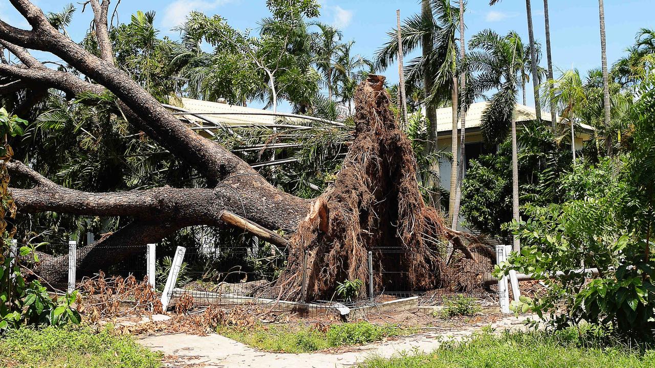 Darwin council examines dangerous tree management after Cyclone Marcus ...