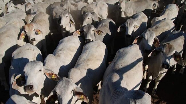 National record: Part of the draft of Braham heifers which set what is believed to be a record price of 1174.2c/kg at a Charters Towers store sale. Picture: Elders Charters Towers