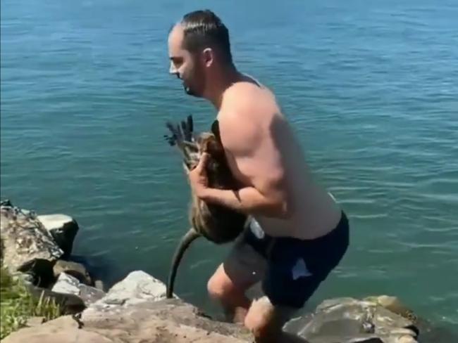 SOCIAL MEDIA IMAGE DISCUSS USE WITH YOUR EDITOR - This wallaby was rescued from a breakwater by locals. (PHOTO CREDIT: Merty Kerter)